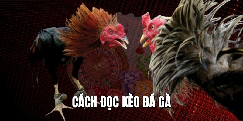 Cách đọc kèo đá gà