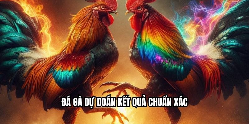Đá gà dự đoán kết quả chuẩn xác
