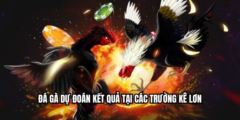 Đá gà dự đoán kết quả tại các trường kê lơn